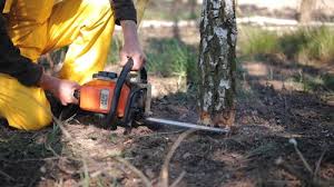 Best Tree Maintenance Programs  in Eldorado, IL