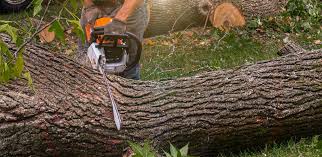 Best Lawn Pest Prevention  in Eldorado, IL