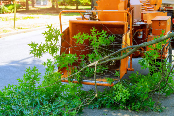 Best Palm Tree Trimming  in Eldorado, IL