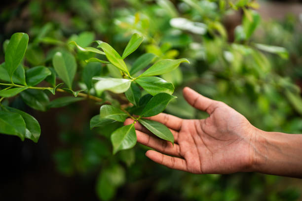 How Our Tree Care Process Works  in  Eldorado, IL